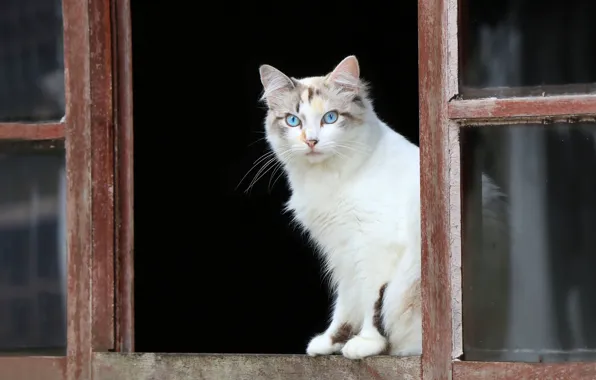 Картинка кошка, взгляд, окно, голубые глаза