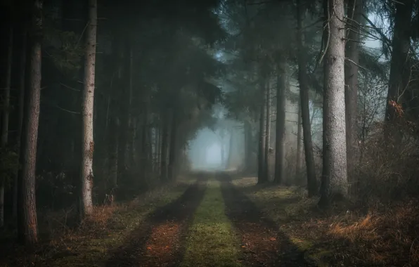 Картинка дорога, лес, природа, туман