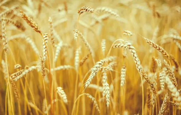 Картинка пшеница, поле, макро, природа, фон, widescreen, обои, поля