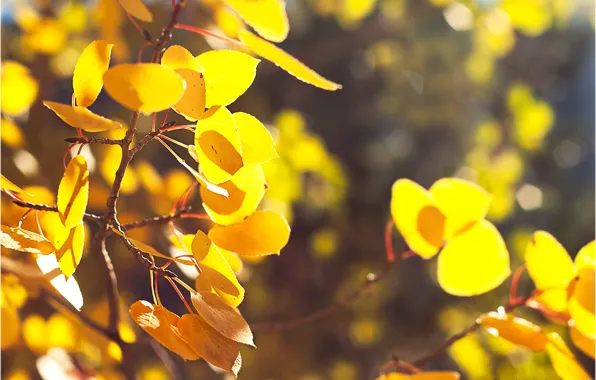 Осень, листья, ветки, природа, боке, желтая листва