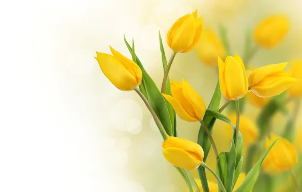 Картинка фото, Цветы, Желтый, Тюльпаны