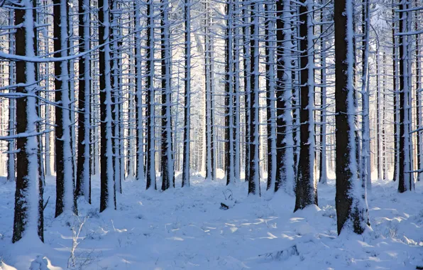 Картинка зима, лес, снег, деревья, Бельгия