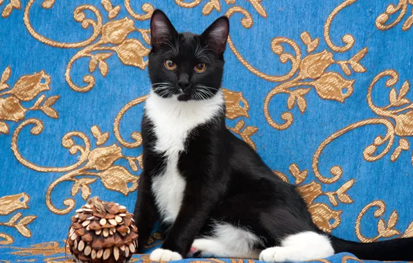 Кошка, кот, поза, котенок, черно-белый, игрушка, сидит, синий фон