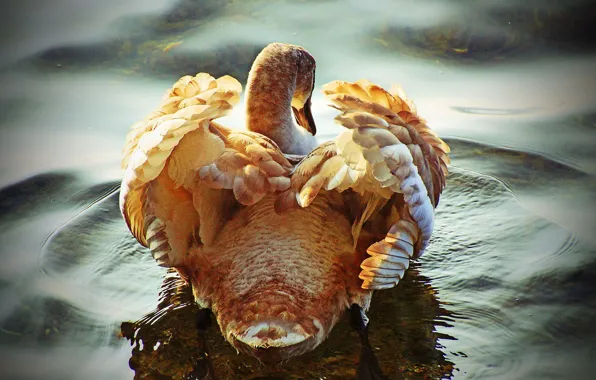 Вода, лебедь, плывет, оперение