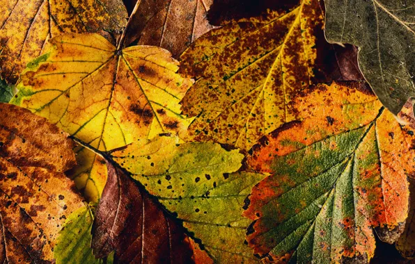 Картинка осень, листья, текстура