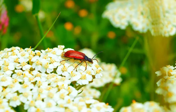 Картинка Макро, Цветы, Flowers, Насекомое, Macro