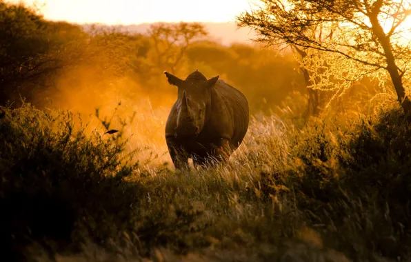 Картинка солнце, свет, закат, природа, Африка, носорог, By Craig Pitchers