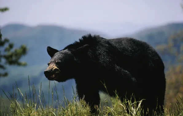 Bear, animal, black bear, Angry Bear