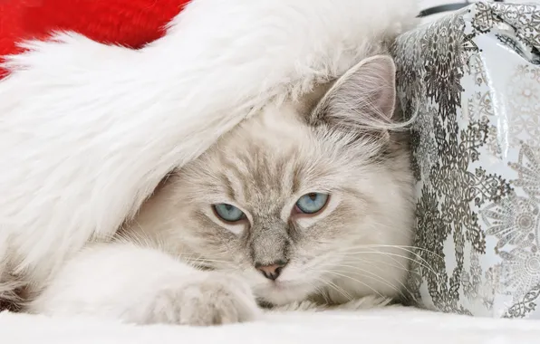 Картинка кошка, голубые глаза, дремлет