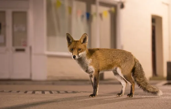Fox, urban wildlife, urban fox, welcome to the jungle