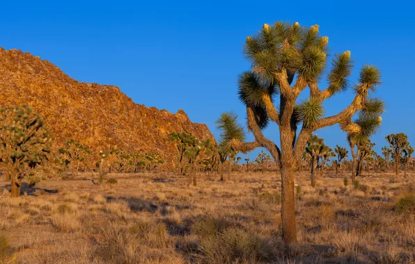 Небо, деревья, закат, горы