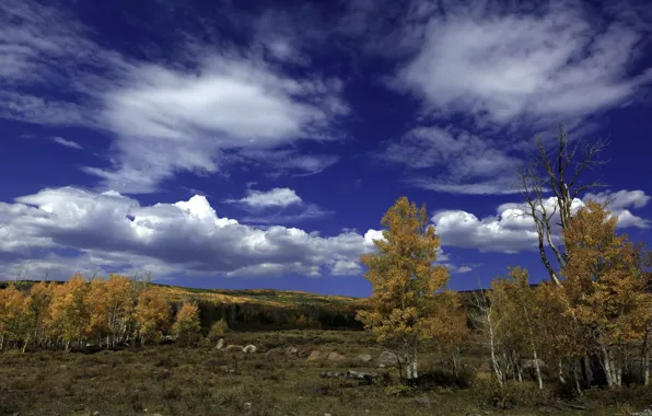 Картинка осень, лес, небо, облака, деревья, пейзаж, камни, береза