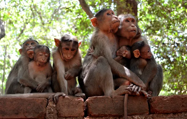 Картинка природа, семья, обезьяны