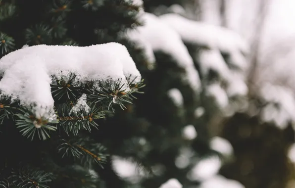 Картинка снег, иголки, дерево, елка