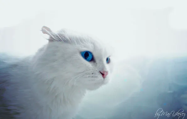 Макро, Игры, Белый, Кот, Глаза
