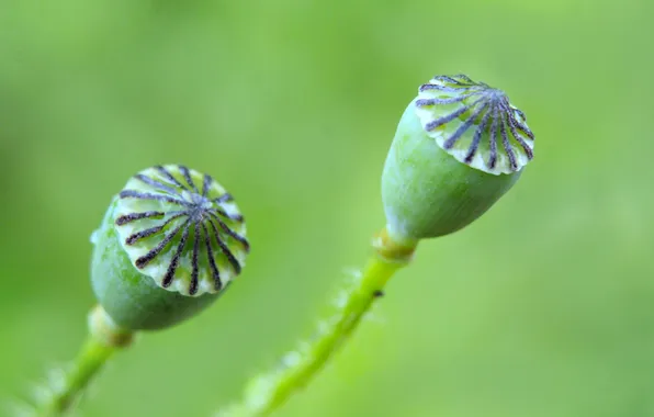 Green, plant, poppy seed cake