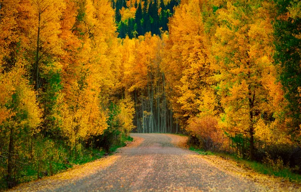Картинка дорога, осень, лес, деревья, природа