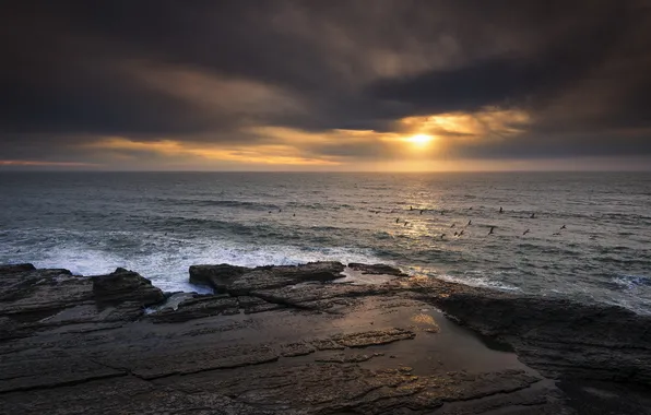 Картинка california, sunset, pelicans, bonny doon