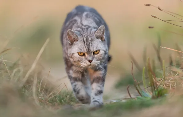 Кошка, кот, природа, фон, злой, прогулка, злая