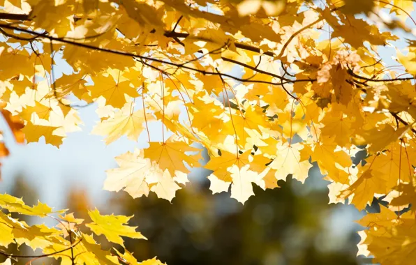 Картинка осень, листья, солнце, макро, лучи, ветки