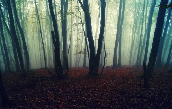 Картинка осень, лес, листья, деревья, природа, туман, фон, обои