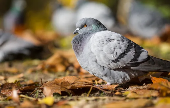 Картинка осень, листья, птица, голуби