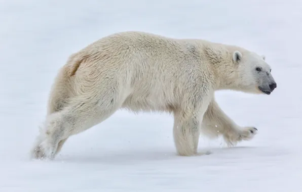 Картинка снег, медведь, Норвегия, белый медведь, Norway, Svalbard, Шпицберген