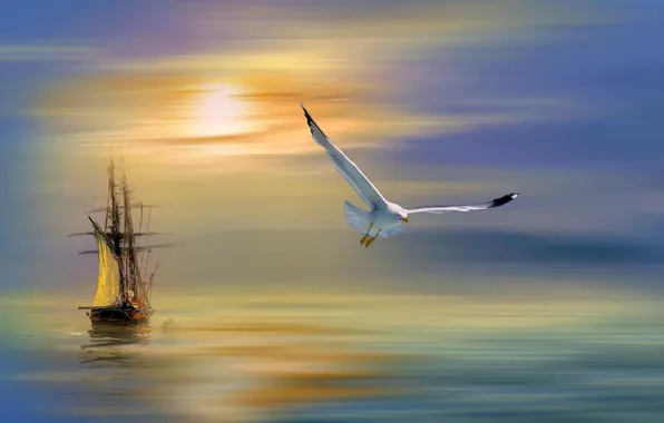 Water, seagull, tall ship at sunset