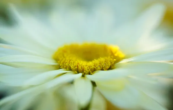 Белый, цветок, макро, желтый, фон, widescreen, обои, ромашка