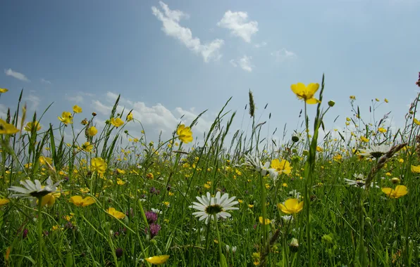 Картинка небо, трава, цветы, природа, фото