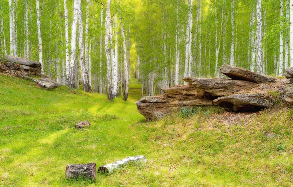 Зелень, трава, камни, скалы, поляна, березы, бревно, роща