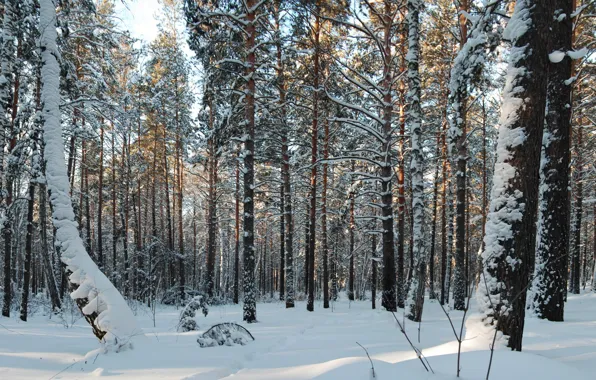 Картинка лес, снег, деревья, природа, фото