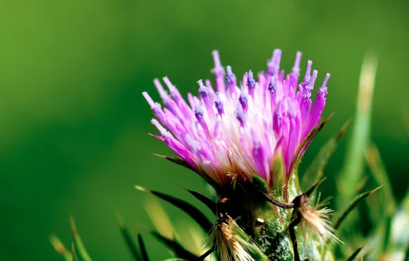 Листья, цветы, природа, лепестки