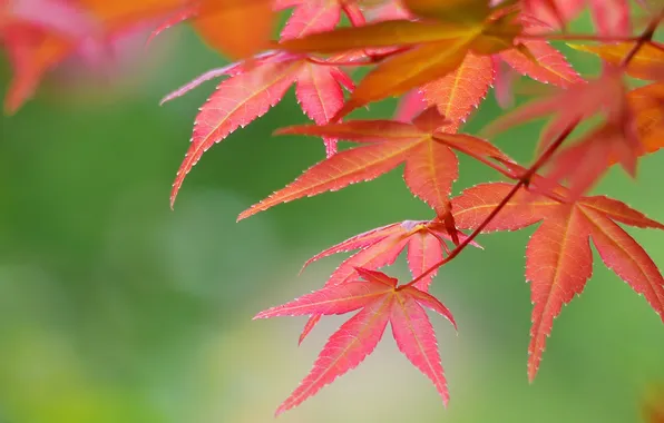 Картинка осень, листья, ветка, багрянец