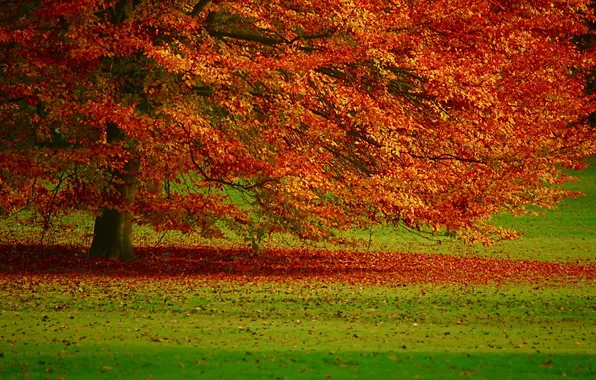 Картинка осень, листья, пейзаж, природа, дерево