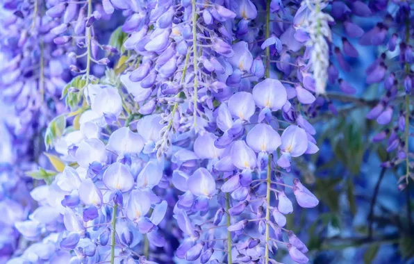 Цветы, соцветия, сиреневые, глициния, вистерия