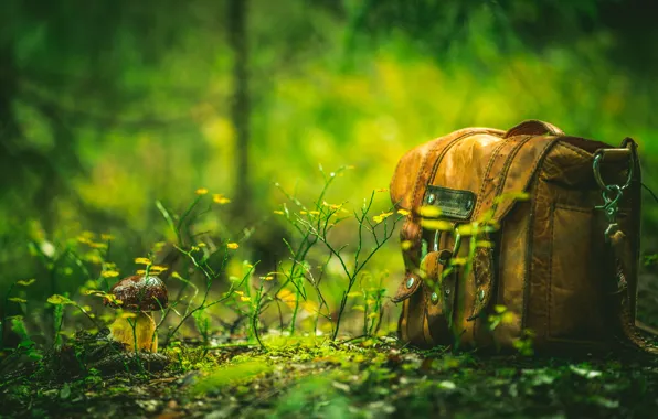 Картинка лес, природа, гриб, сумка