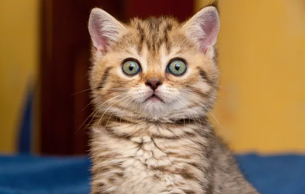 Кошка, взгляд, поза, котенок, портрет, мордашка, полосатый, выражение