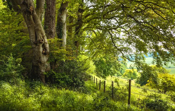Картинка зелень, лето, трава, деревья, ветки