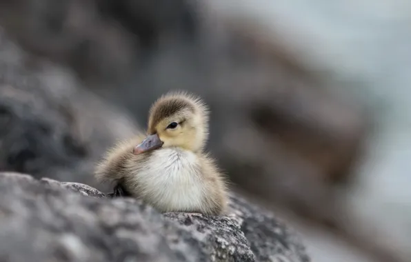 Природа, фон, Little Duck