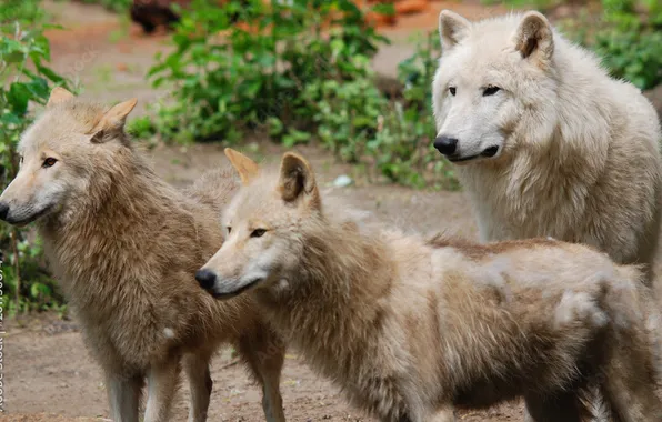 Nature, face, animal, wolf, wildlife, head, fur, mammal