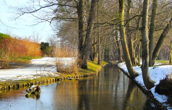 Trees, park, winter, pond