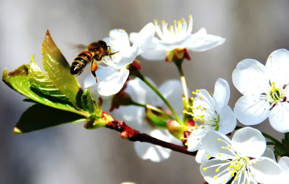 Картинка пчела, весна, яблоня, в цвету