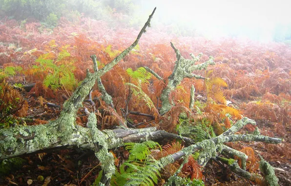 Картинка иней, трава, туман, утро, коряга