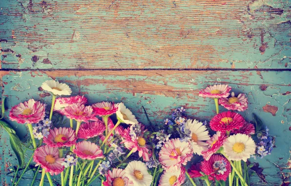 Картинка цветы, ромашки, flowers, полевые цветы, фиалки, маргаритки, chamomile, wild flowers