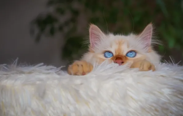 Картинка кошка, белый, кот, взгляд, уют, растение, портрет, дома