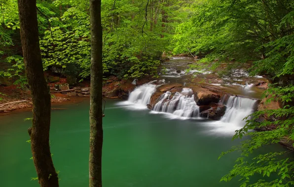 Лес, деревья, река, водопад, каскад, West Virginia, Западная Виргиния, New River Gorge National River