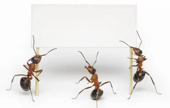 Макро, насекомые, муравьи, белый фон, транспарант, чистый, обои от lolita777, без надписи