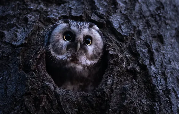 Взгляд, природа, дерево, сова, птица, портрет, кора, выглядывает