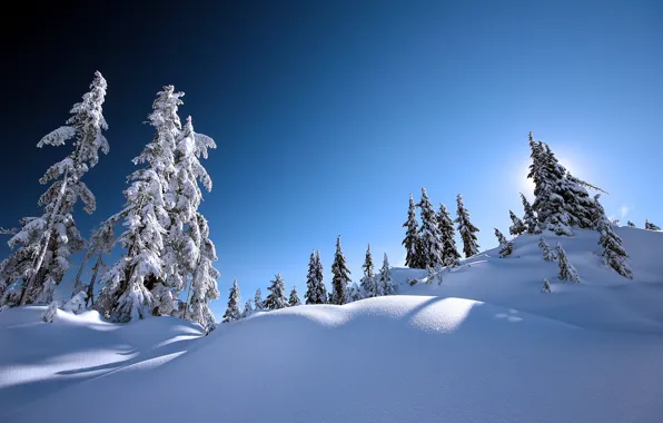 Картинка деревья, парк, елки, blue, winter, snow, зимний пейзаж